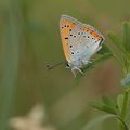 Le cuivré des marais - Lycaena dispar