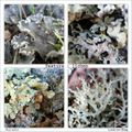 Texture # 2 : lichen