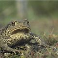 Haïku du jour - le crapaud