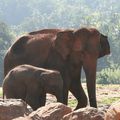 Tendres moments éléphantesques au Sri Lanka