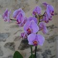 orchidée : le renouveau