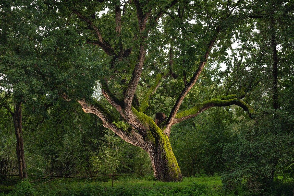 Le Chêne de l'ancien Château région Grand Est 