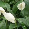 👨‍🌾 le Spathiphyllum. Fleur de lune. Plante dépolluante par Paysagiste pays Basque et Sud des Landes: