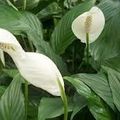 👨‍🌾 Paysagiste pays Basque et Sud des Landes: Fleur de lune Plante dépolluante