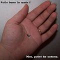 Un petit point... de suture!