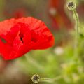 Mimétisme du coquelicot - marYse