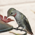 colibri d"arizona