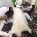 Gentille chatte et ses 4 chatons d'un mois envrion sur le bord d'un chemin