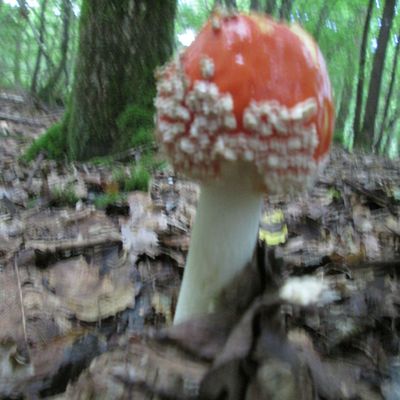 Album photos de la randonnée du lundi 14 octobre