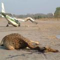 ACCIDENT EN AFRIQUE…