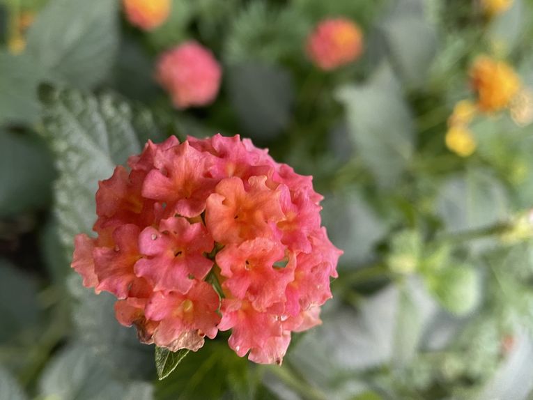 Mardi 04 novembre 2025: mes photos datent d'hier, les oiseaux avant la tonte , Dernière tonte , les fleurs bravent novembre, pause et silence contemplatif , les nuages pardessus le toit de ma cabane de jardin , mon diapo s'en suit ...