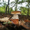 Champignons en foret de St Germain en Lay