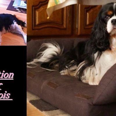 [Interview] Confessions d'une adepte au BARF