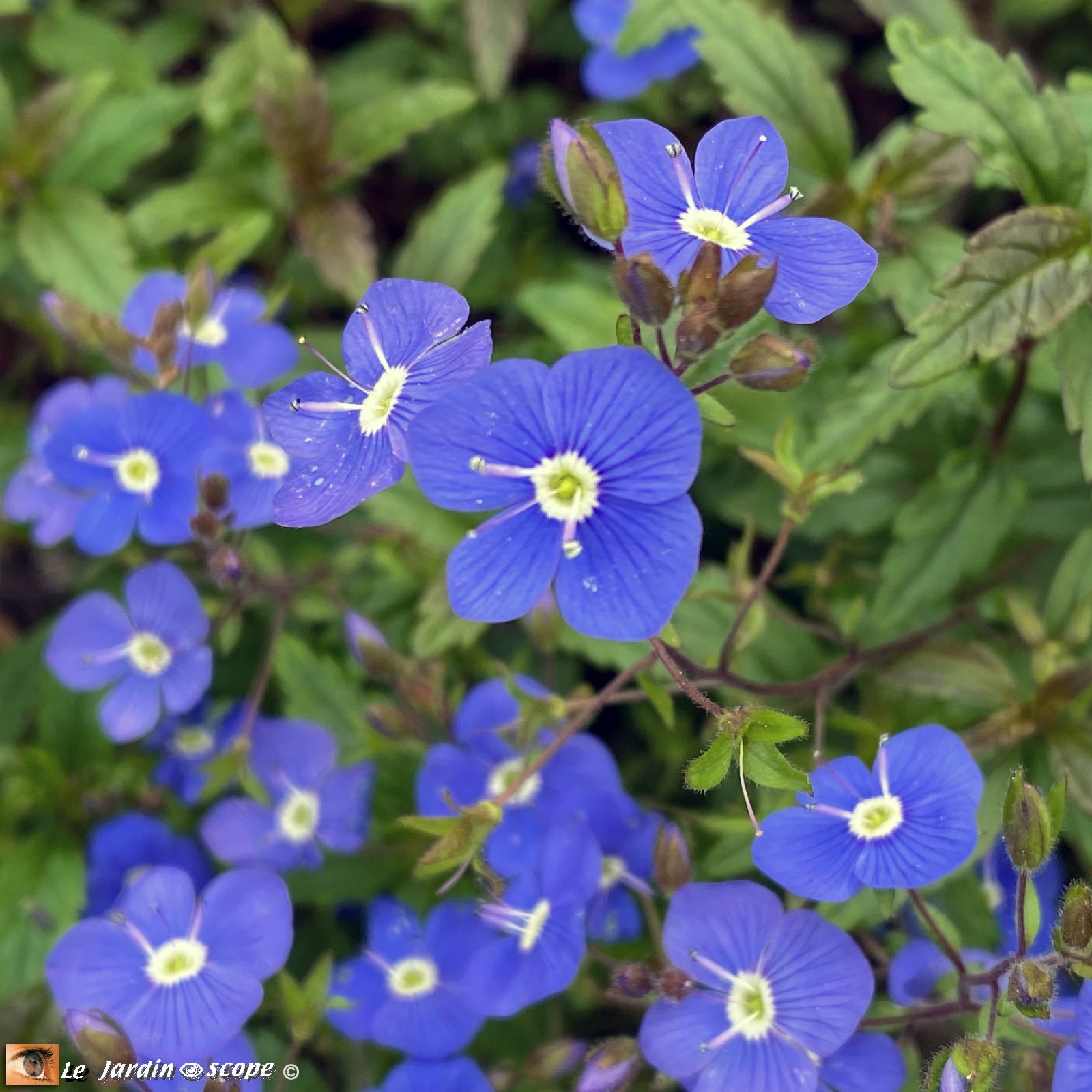 Veronica umbrosa Georgia Blue
