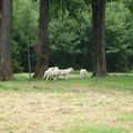 Le parc animalier de Sainte Croix en Lorraine