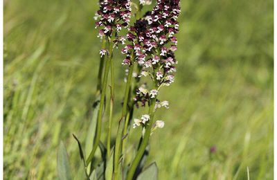 Orchis brulé : Neotinea ustulata