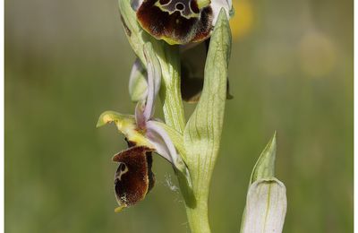 Ophrys bourdon : Ophrys fuciflora