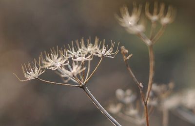 Inflorescence