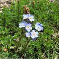 Mercantour en fleurs