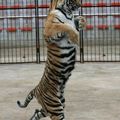 Un tigre