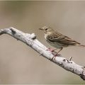 Pipit des arbres