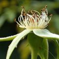 Ne l'appelle t-on pas la reine des jardins ?