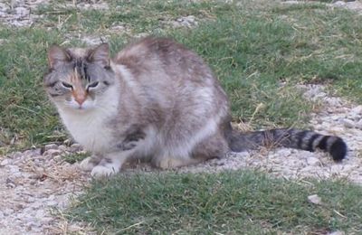 Cette jolie chatte a été trouvée cet été à Tavel.