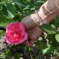 Zoom sur le concours international de roses d'Orléans 2017