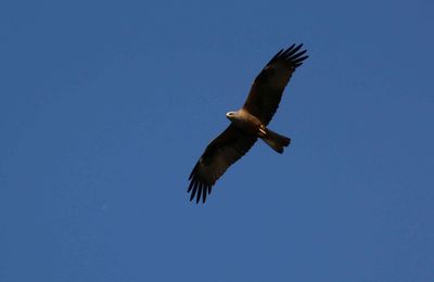 La lône du Rhône (1)