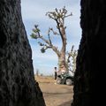 La forêt de baobabs et les termitières 