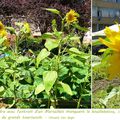 Quartier Drouot - Jaune comme le soleil et le tournesol... 