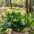 Un petit brin de muguet...