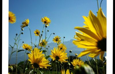 Fleurs un midi au clos des capucins