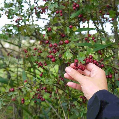Samedi 26 octobre : Fruits sauvages et fleurs de nos haies