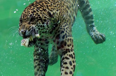 vision subaquatique d un jaguar (zoo de pessac )