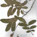 Herbier Pterocarya stenoptera Ptérocarya de Chine