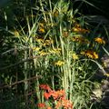 Fleurs du jardin 