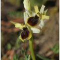 Ophrys petite araignée : Ophrys araneola