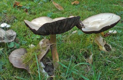 Un Agaric à rejeter pour comestibilité douteuse !