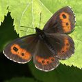 Erebia aethiops-Moiré Sylvicole