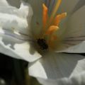 Macro de Crocus au jardin des Plantes a Orléans