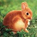 imagesrghjklmAlors 1:si le lapin est de couleur