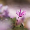 Automne cyclamens