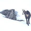 Chamois, neige et rochers