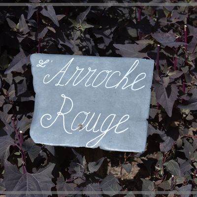 L’arroche rouge. 