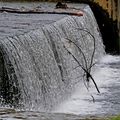 Araignée en cascade ...
