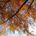 Jogging au long de la Vilaine à Rennes le 19 octobre 2014 (1)