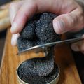 Adoptez un chêne truffier et régalez-vous de ses Tuber melanosporum !