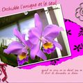Mon orchidée