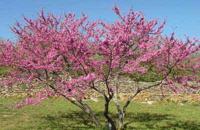 L'ARBRE DE JUDEE